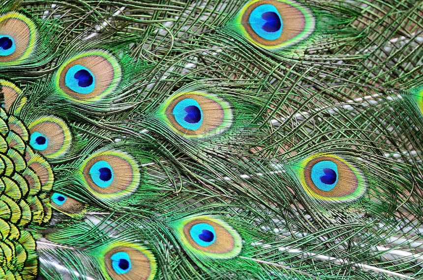 绿色孔雀羽毛蓝色动物野生动物尾巴男性宏观图片