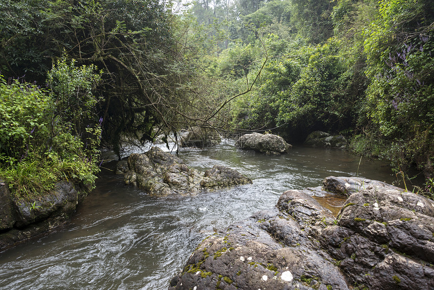 绿森林丛林地区河流中的大岩石图片