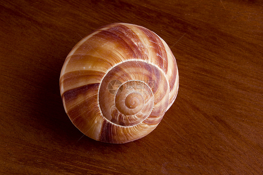 Snail 贝壳生物学宏观收藏软体日落圆圈贝类棕色动物漩涡图片