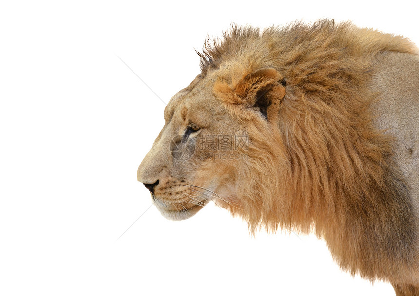 孤立的雄狮子头图片