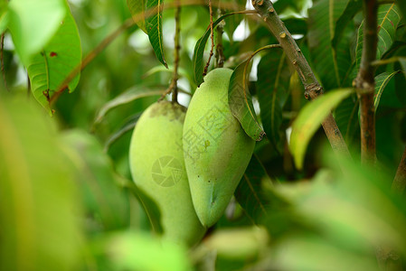 芒果在树上植物气候藤蔓水果绿色红色热带果树背景图片