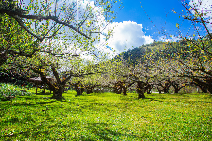 李子公园植物学水果李子生活季节脆弱性油桃花园植物图片