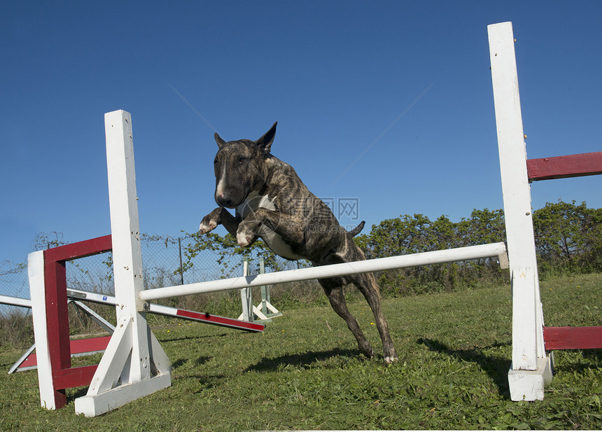 灵活训练宠物场地运动竞赛跳跃动物斗牛犬图片
