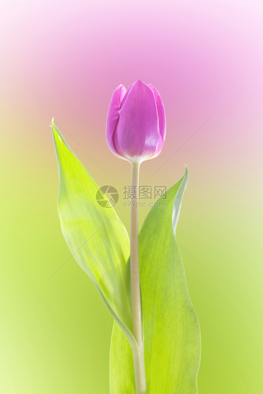 紫色郁金香孤立绿色叶子季节脆弱性花瓣植物群美丽工作室活力礼物图片
