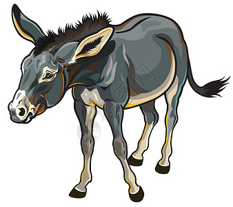 驴子乡村动物牧场农场家畜农业哺乳动物背景图片