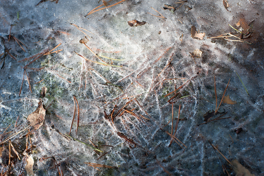 冰冻的地面宏观环境天气植物冻结生活公园叶子森林季节图片