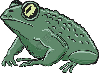 丑陋的青蛙蛤和绿色眼睛宠物手绘皮肤动物青蛙动物学卡通片野生动物插画