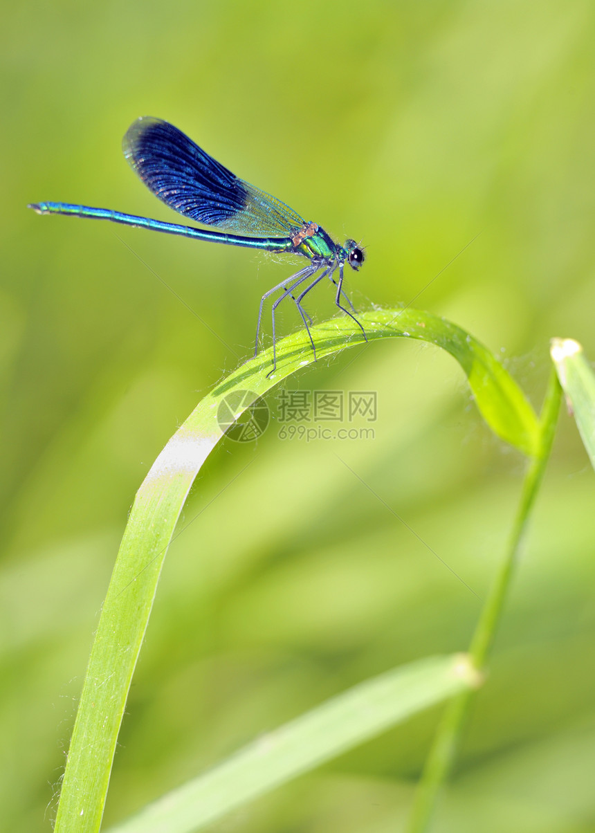 蓝环境生物学框架生活蛇蝎漏洞枝条尾巴蜻蜓害虫图片