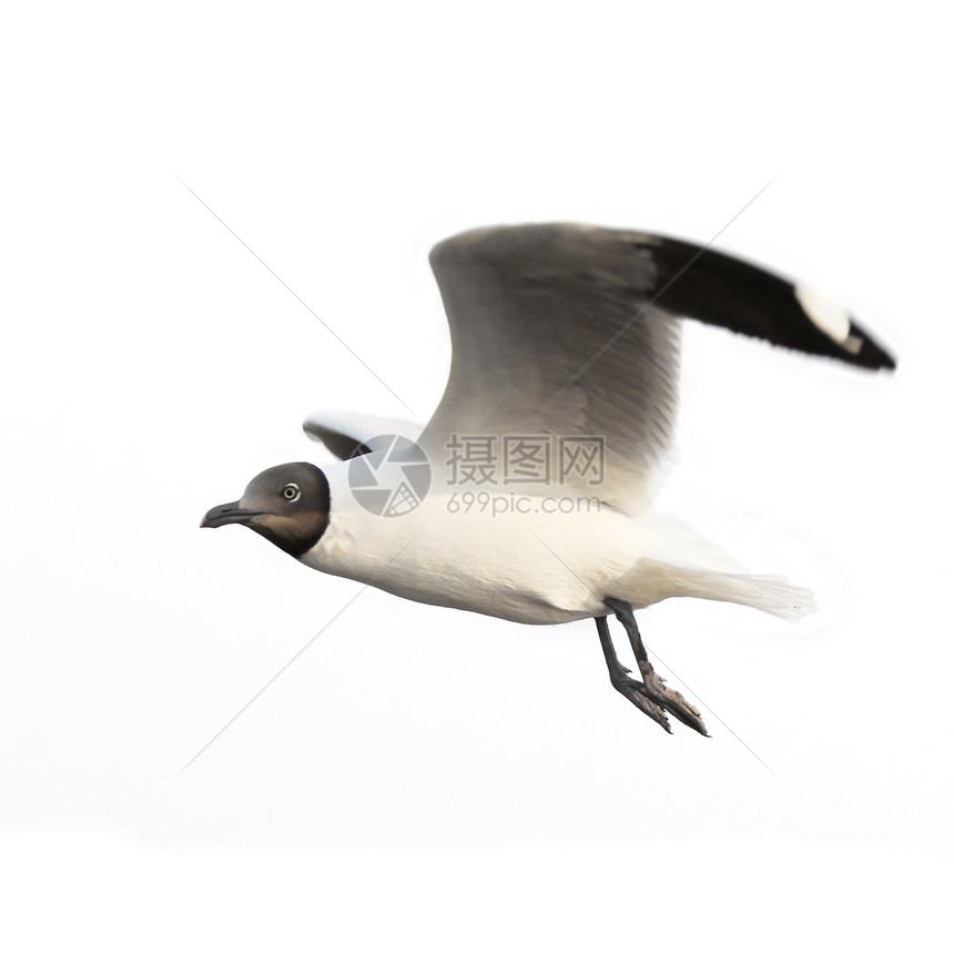 飞行海鸥道路水鸟行动野外动物动物海滩阳光天空翅膀海岸线图片