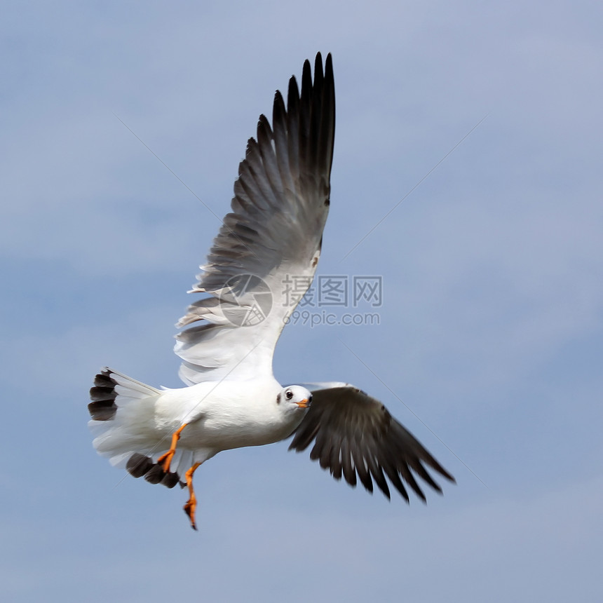 飞行海鸥自由海滩翅膀野生动物鸟群行动海鸟宠物野外动物羽毛图片