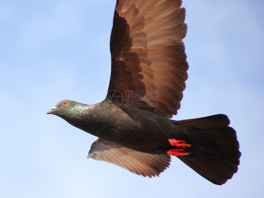 飞鸽鸟群象征自由野外动物巢鸟天空翅膀行动精神宠物图片