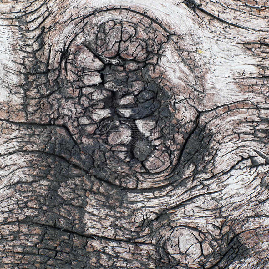 树皮木制品腐蚀树干棕色树桩皮肤木头植物环境框架图片