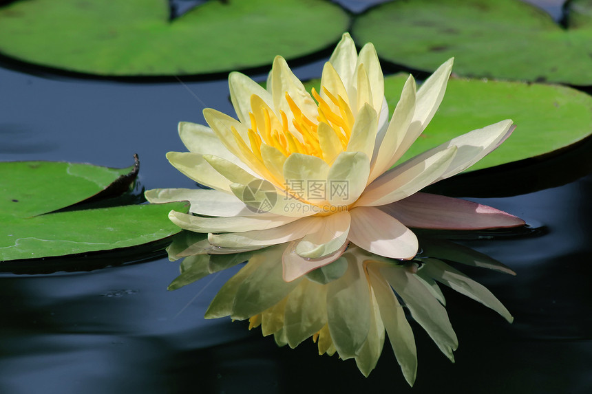 美丽的莲花花宗教热带生长公园花瓣种植太阳场景田园池塘图片