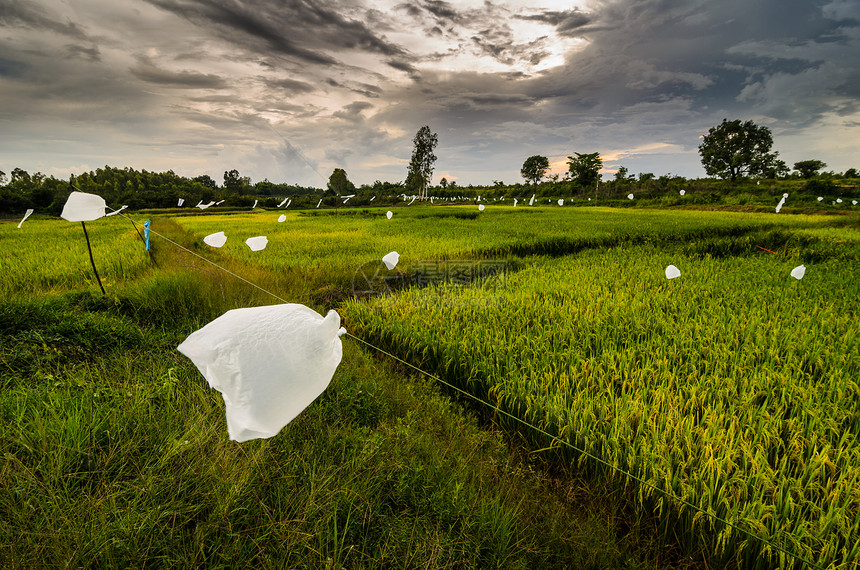 稻米田种子风景生长绿色农场天空粮食谷物食物稻田图片