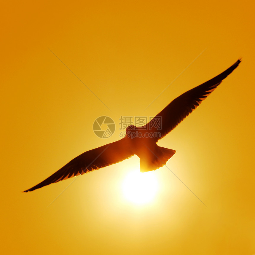 飞行海鸥的轮廓背景羽毛动物翅膀海滩自然野外动物行动海鸟水鸟图片