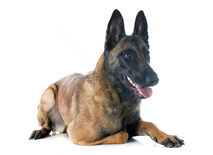马里女性工作室警犬棕色成人动物牧羊犬犬类图片