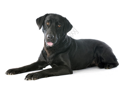 拉布拉多检索器工作室犬类宠物黑色动物背景图片