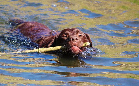 拉布拉多棕色宠物动物犬类游泳伴侣背景图片