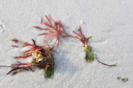 红海藻在白沙上冲上岸背景图片