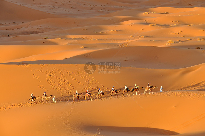 摩洛哥Merzouga沙漠的骆驼大篷车图片