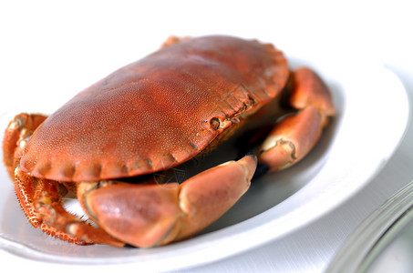 红色螃蟹白盘上煮的螃蟹背景