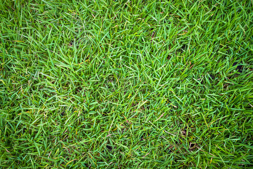 绿草背景质体植物场地绿色植物叶子植物群刀刃土地环境绿色草本植物图片