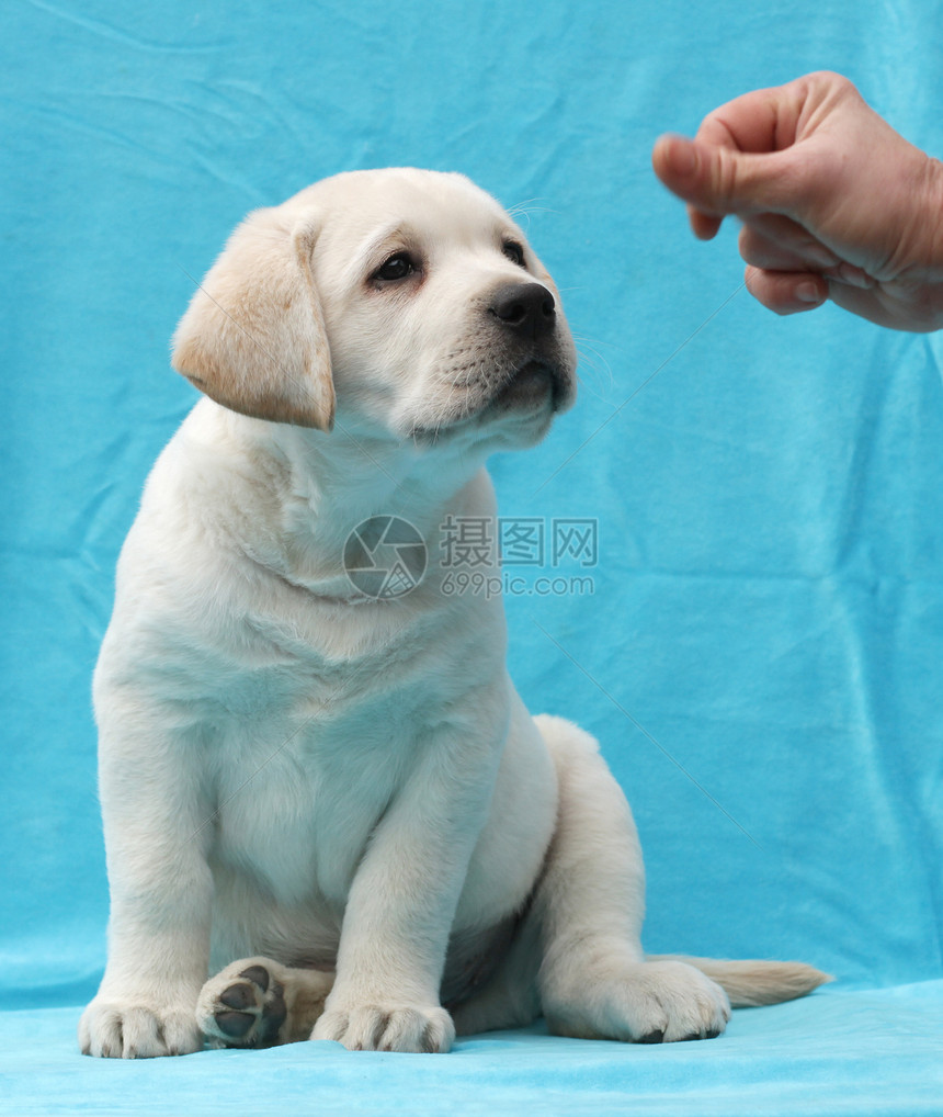 黄色拉布拉多小狗肖像特写宠物孩子蓝色桌子幸福猎犬朋友喜悦图片