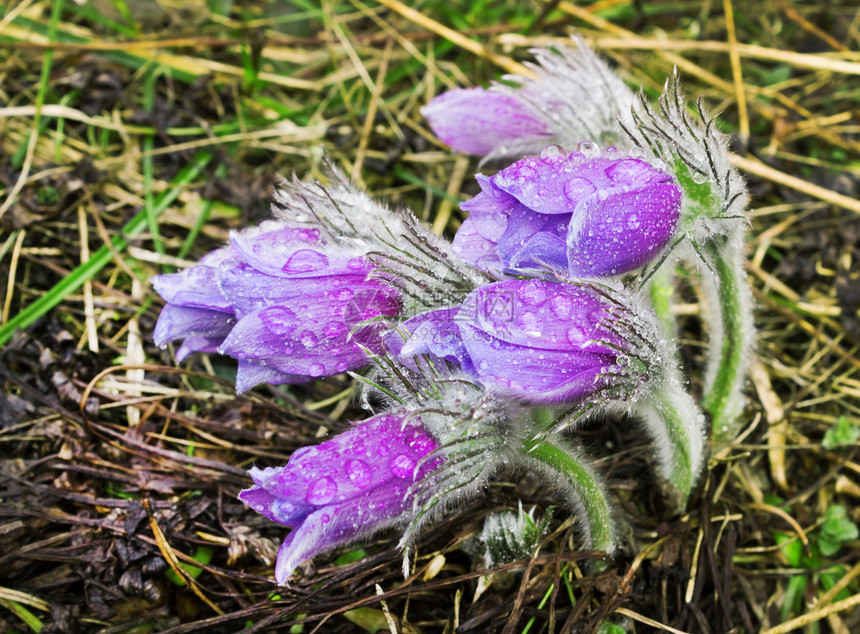 4月 在雨天期间的彩虹花群图片