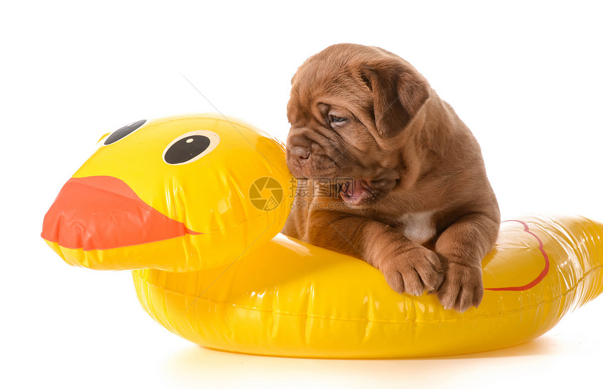 狗水安全玩具情感犬类哺乳动物反射白色爪子动物生活鸭子图片