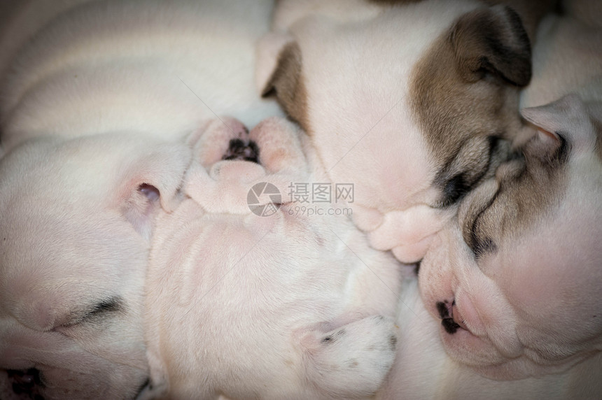 狗儿的粪便犬类眼睛耳朵鼻子睡眠小狗新生宏观斗牛犬面孔图片