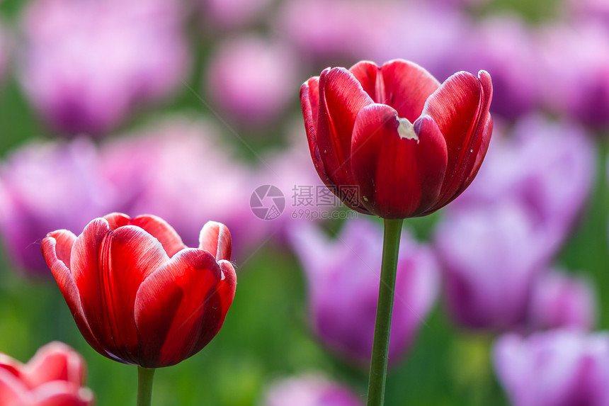 红色郁金红色橙子植物学物园花园场地生长花瓣叶子生活季节图片