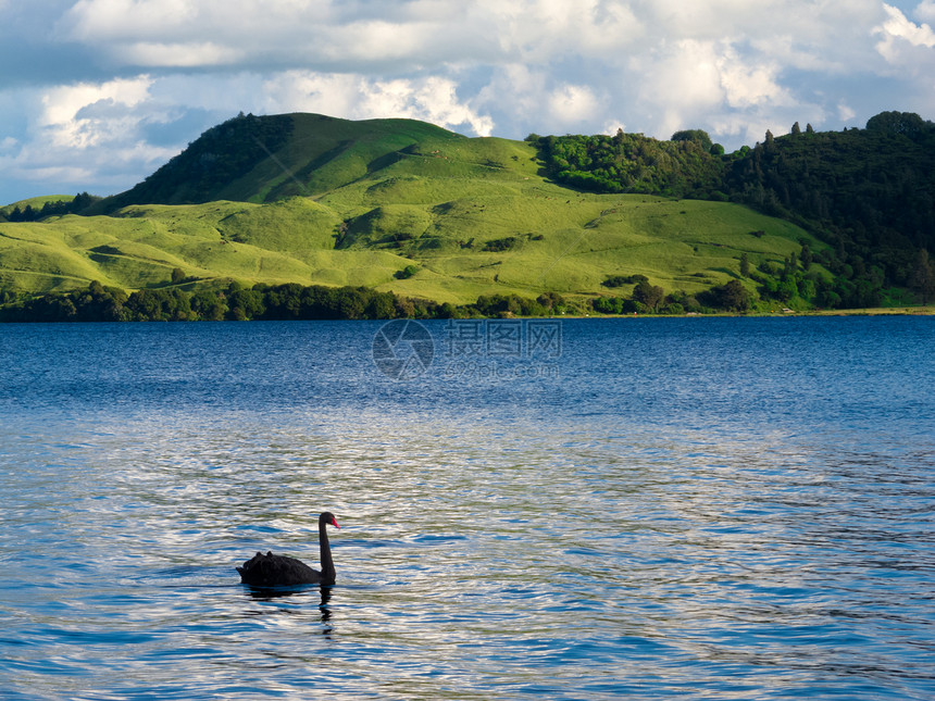 奥卡塔尼亚湖 NZ 黑天鹅图片