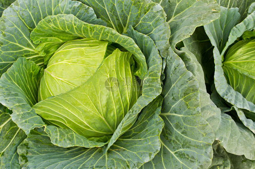 菜园里的新鲜卷心菜叶子植物水平白色花园绿色农场农业蔬菜食物图片