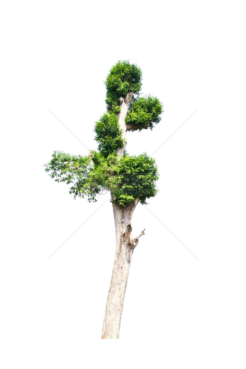 白色背景上的树分隔线环境叶子植物树干木头场地生长绿色植物学生态图片