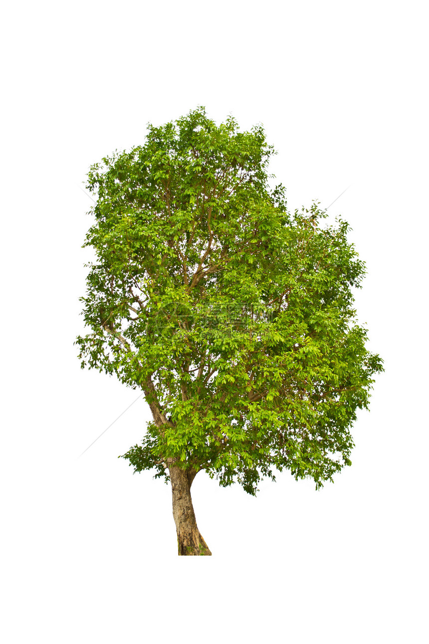 白色背景上的树分隔线生长孤独植物学树干季节木头环境生态花园团体图片