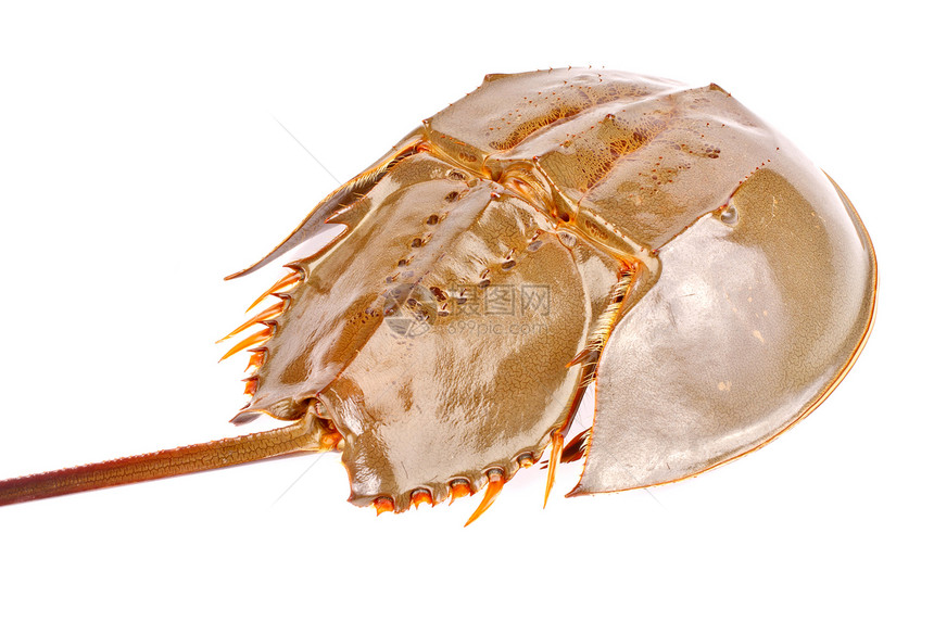 孤立在白色背景上的马蹄蟹国王马蹄铁海洋生物海洋动物螃蟹射线水族馆图片
