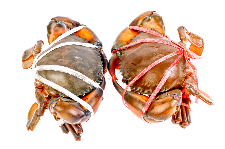 白背景孤立的黑螃蟹甲壳生物食物绿色锯齿状动物黑色美味餐厅海鲜图片