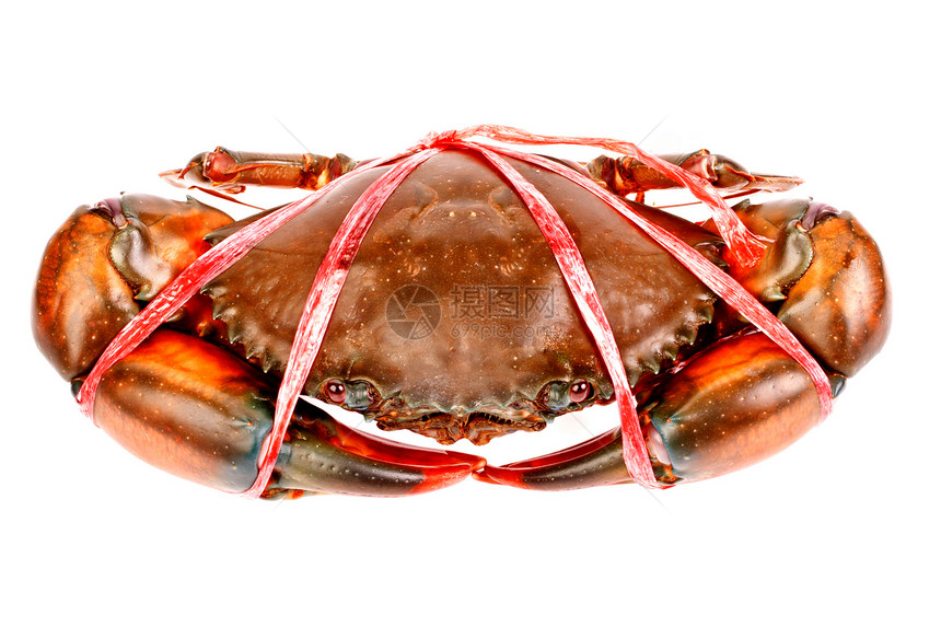 白背景孤立的黑螃蟹黑色锯齿状甲壳市场动物生物食物红树餐厅绿色图片