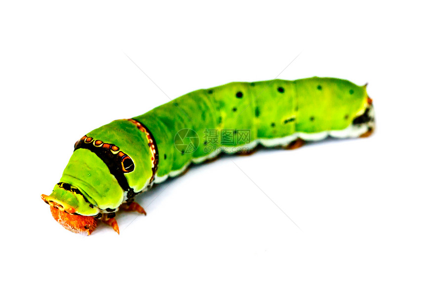 白色背景上孤立的卡特皮拉 Caterpilla幼虫荒野蝴蝶害虫绿色昆虫花园条纹动物喇叭图片