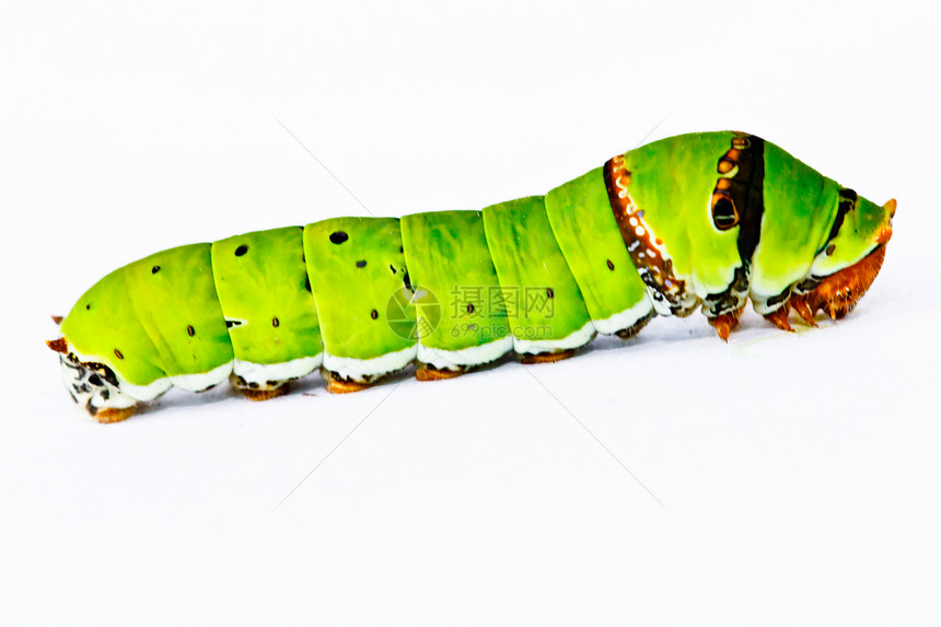 白色背景上孤立的卡特皮拉 Caterpilla荒野害虫昆虫条纹蝴蝶植物喇叭绿色毛虫宏观图片