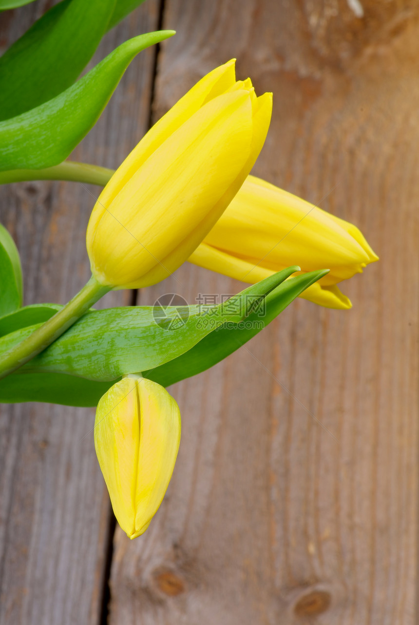 黄色郁金花植物柔软度橙子静物叶子自然花头花瓣花束乡村图片