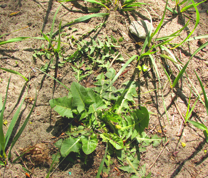 青草绿色种植植被晴天植物群生长休息豆芽树叶棕色图片
