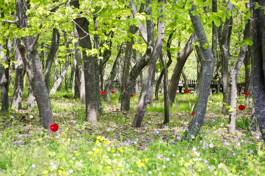 春林木头环境荒野叶子公园绿色场景林地植物风景图片