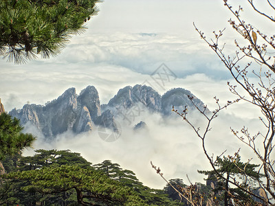 黄山山森林树木风景石头顶峰松树地标薄雾公园遗产背景图片