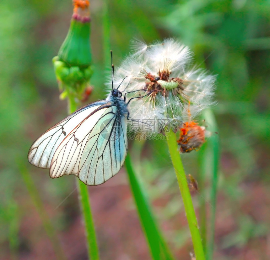 花朵上的蝴蝶植物学荒野植物森林叶子野生动物昆虫绿色生物学阳光图片