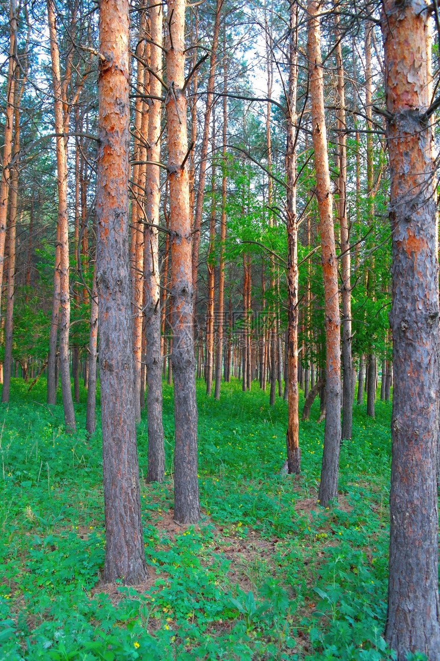 森林中美丽的夏月风景树木树叶美丽树干植物季节森林场景土地分支机构图片