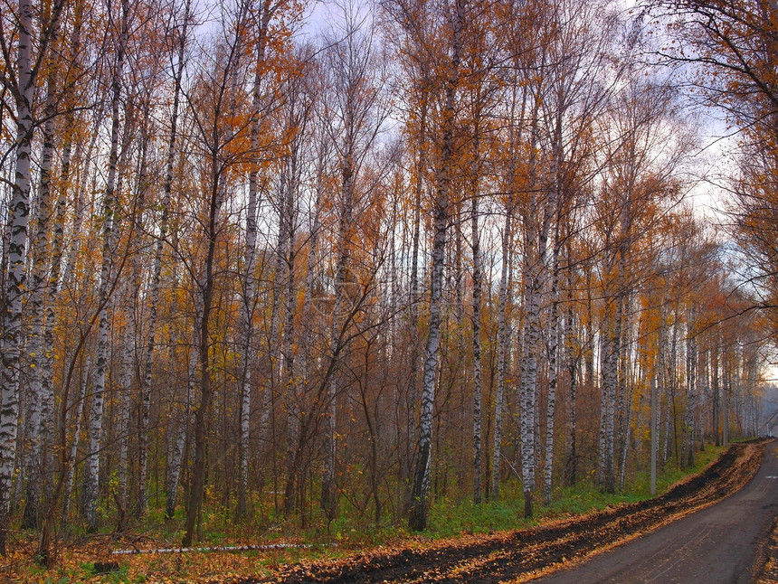 秋冬夜风景黄色叶子桦木环境绿色树林场景摄影季节森林图片