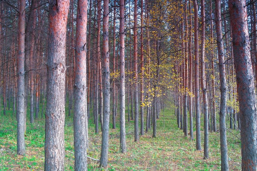 秋天森林里有松树花朵水平土地黄色树干蓝色分支机构季节植物阴影图片