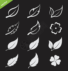 白杨矢量叶图标集收藏植物插图羽毛叶子季节黑色植物群白色橡木插画