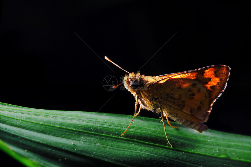 美丽的蝴蝶学家场景植物学背景场地动物动作翅膀叶子生物学图片
